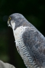 DLR_2013_127